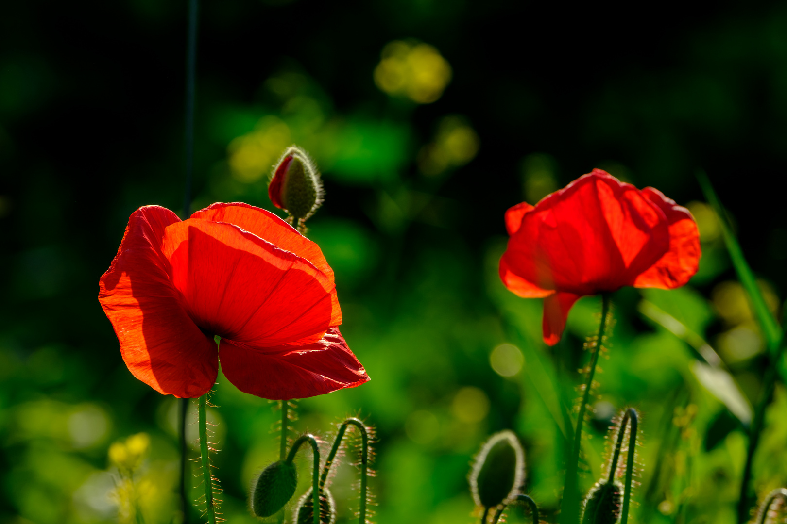 Zwei Blüten