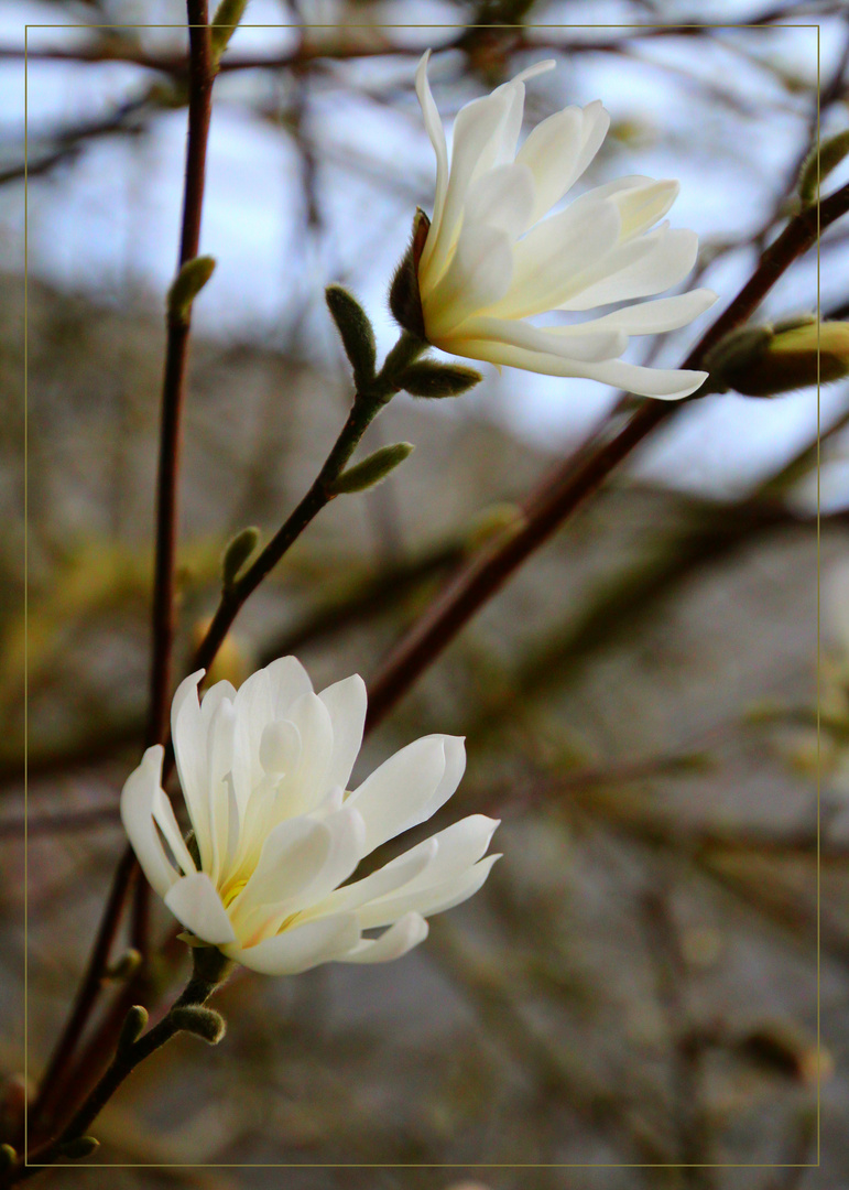 Zwei Blüten 