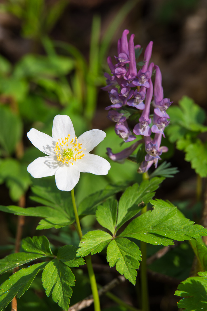 Zwei Blüten