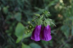 Zwei Blüten am Roten Fingerhut