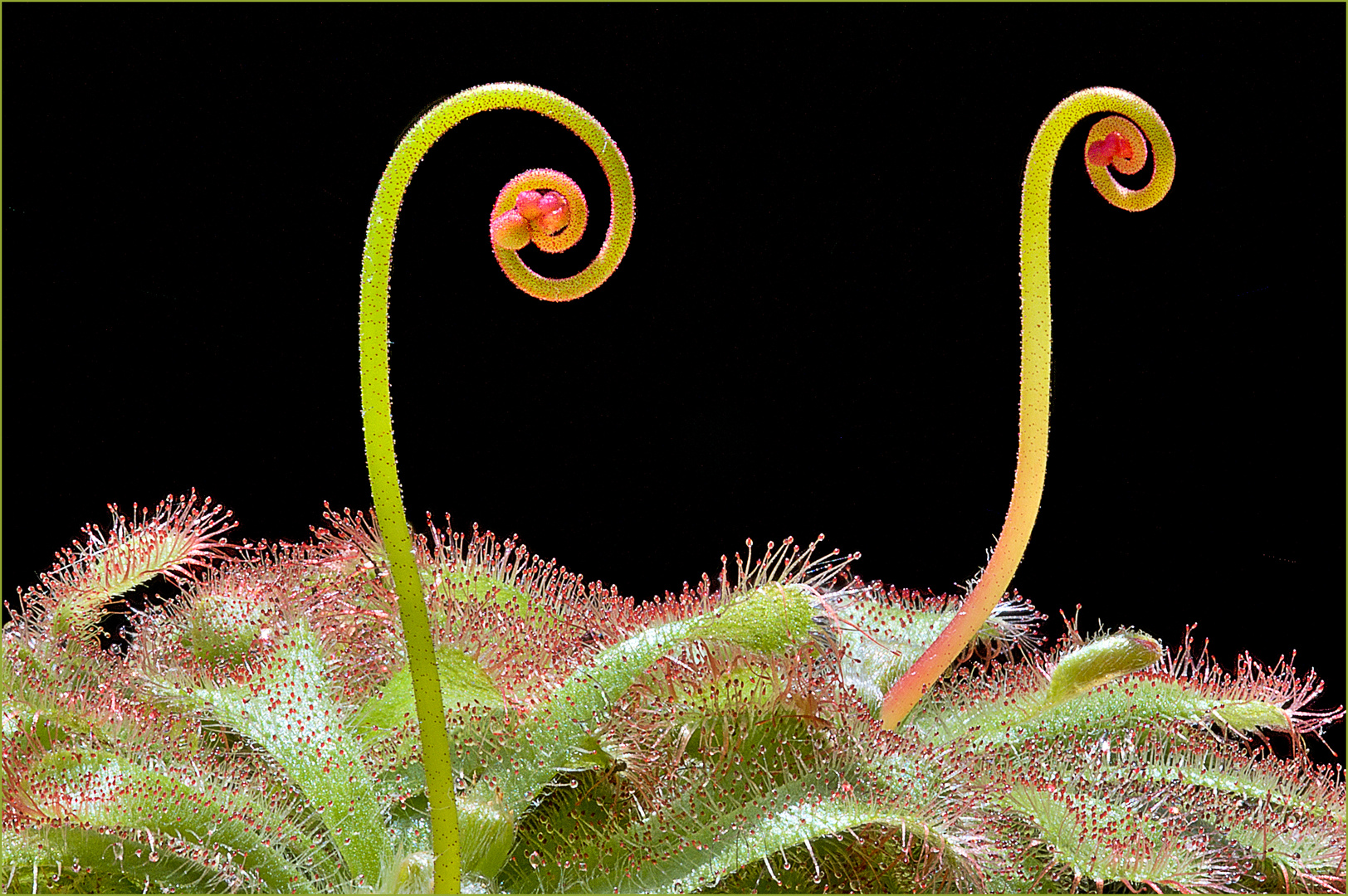 Zwei Blüten des Sonnentaus in ihrer Wachstumsphase
