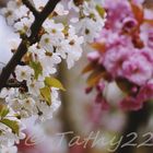 Zwei Blüten - ein Baum