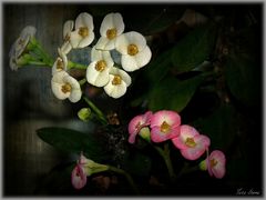 Zwei Blüten-Farben an einen Stock 