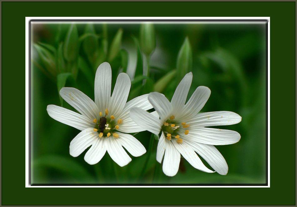 Zwei Blüten ......und ein Besucher