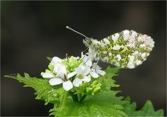  Zwei Blütenbesucher