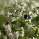 Zwei Blütenkäfer-Arten auf Gemeinem Labkraut