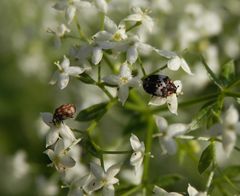 Zwei Blütenkäfer-Arten auf Gemeinem Labkraut