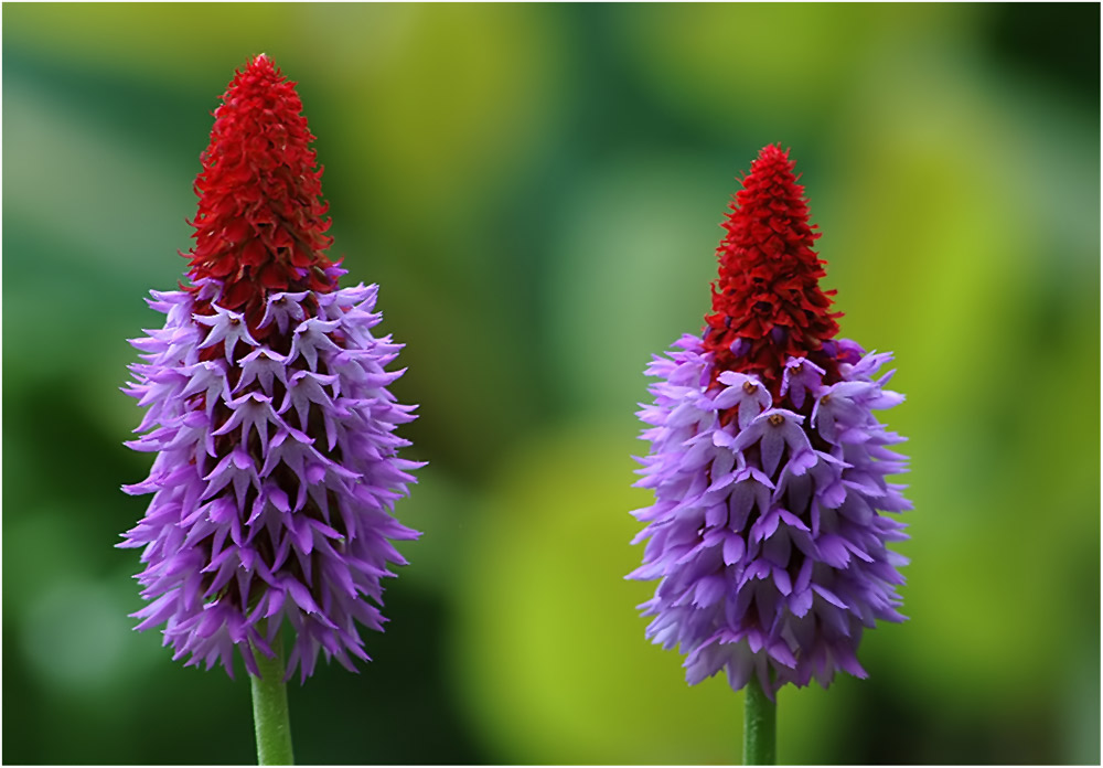 Zwei Blumen von Wilfried Schneider 