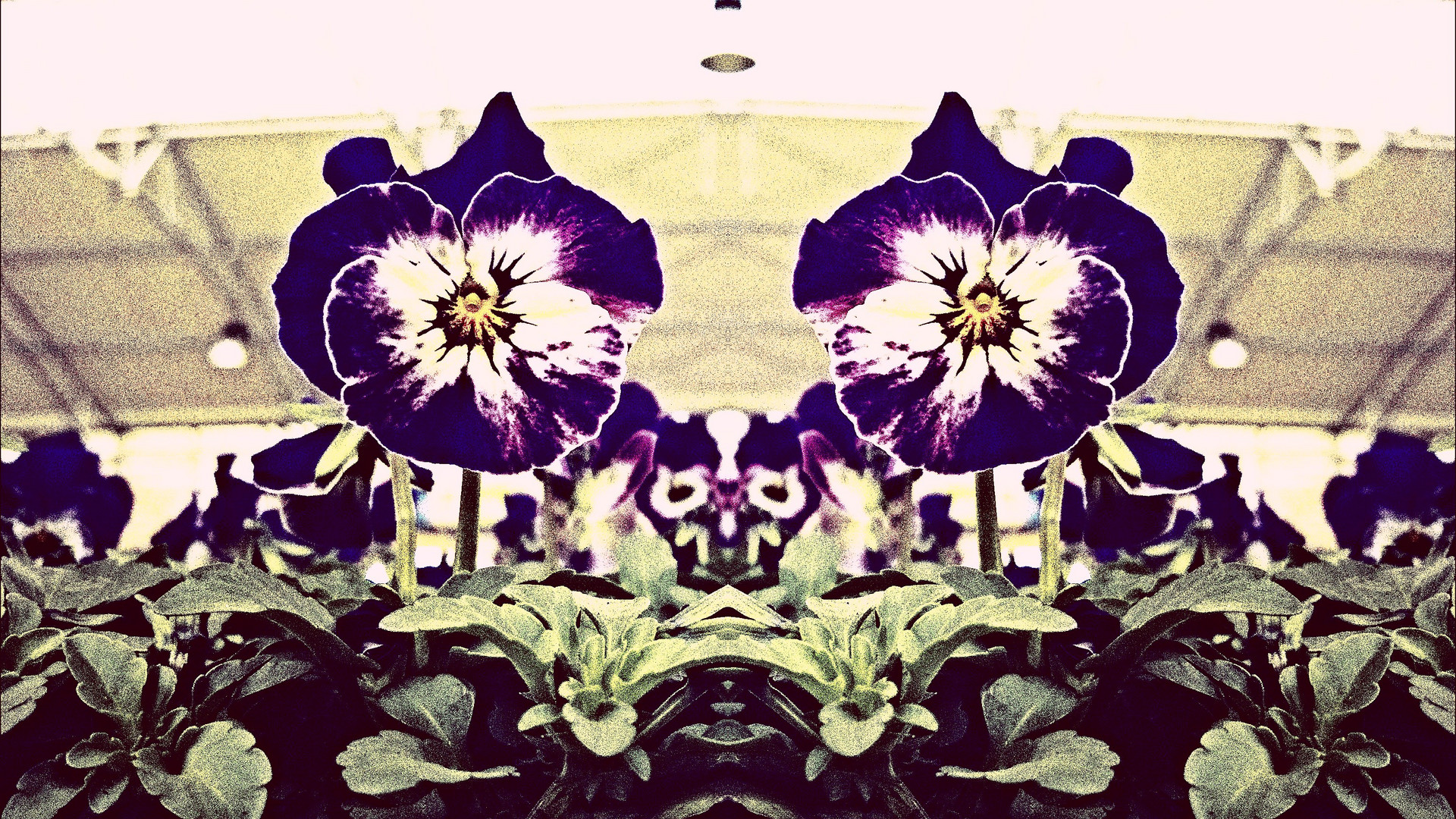 Zwei Blumen Ein Bild