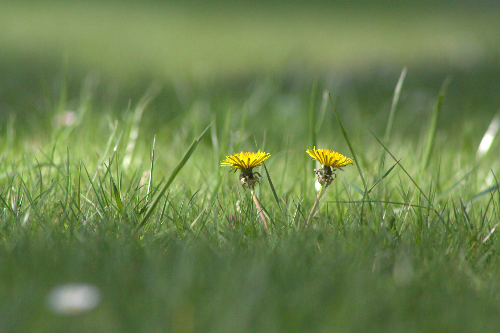 Zwei Blumen müssen auch mal reichen.