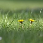 Zwei Blumen müssen auch mal reichen.