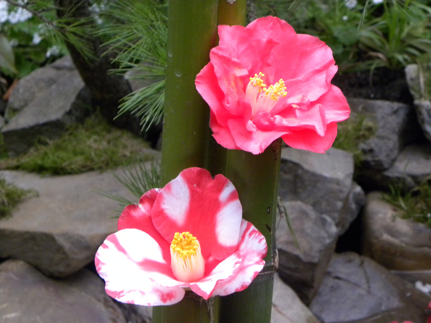 Zwei Blumen wie Schwestern