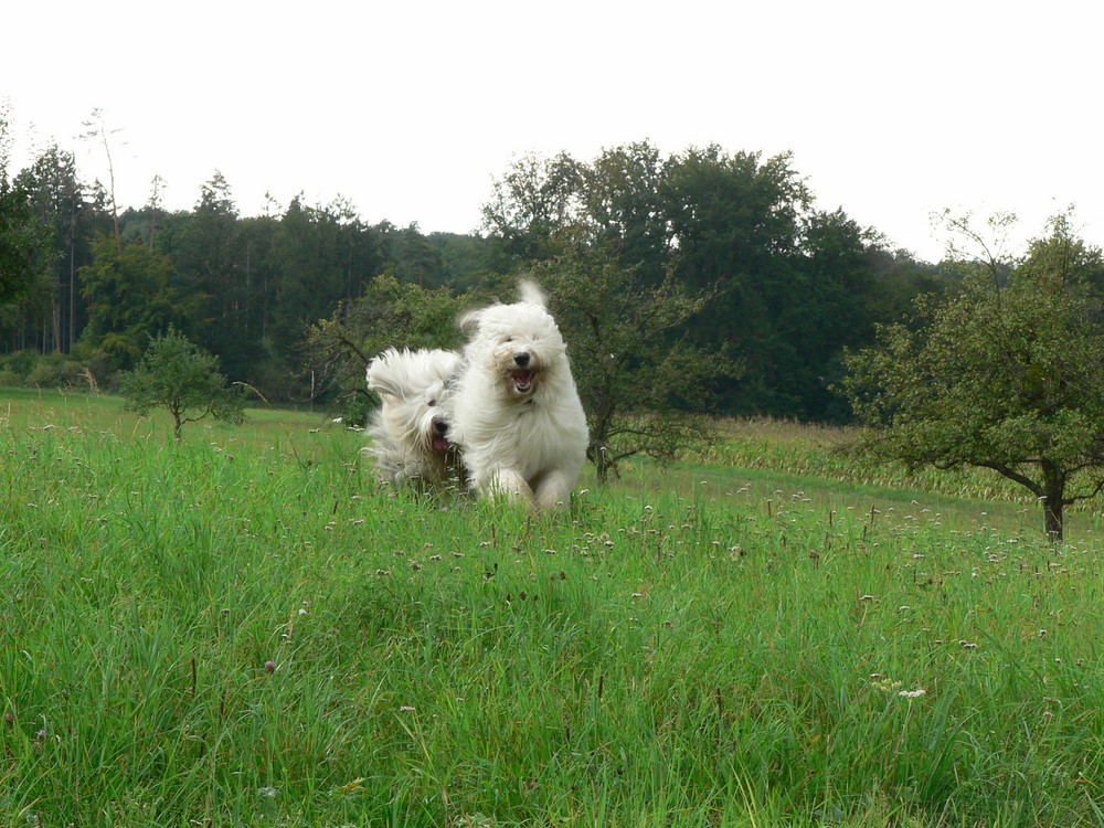 Zwei Bobtails