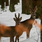 Zwei Böcklein mit Bast