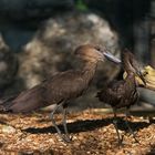 zwei braune Hammerkopfvögel