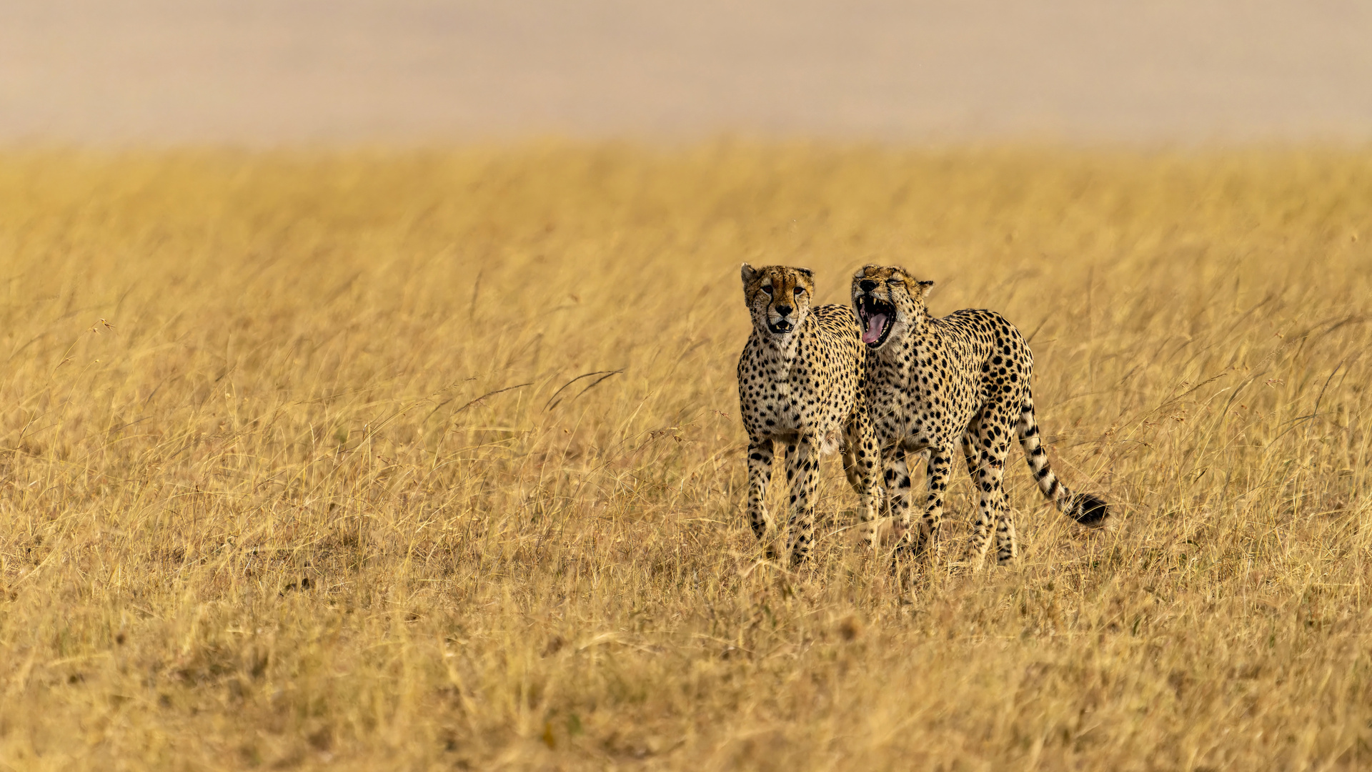 Zwei Brüder, Geparden in der Massai Mara