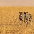 Zwei Brüder, Geparden in der Massai Mara