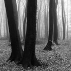 Zwei Buchen im Nebelwald