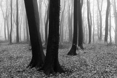 Zwei Buchen im Nebelwald