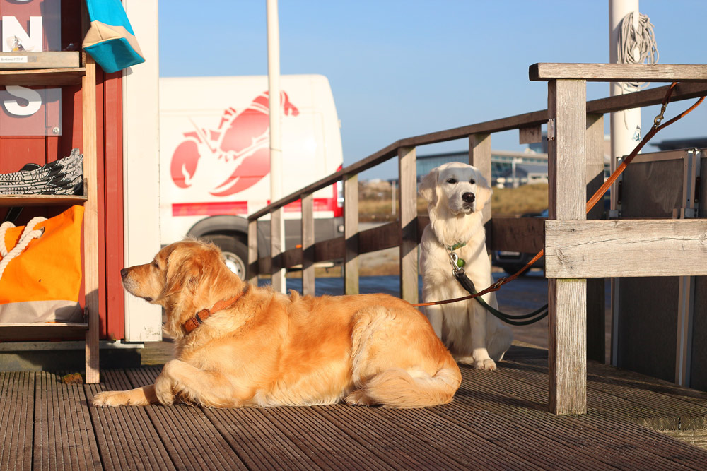 Zwei Buddies bei Gosch.