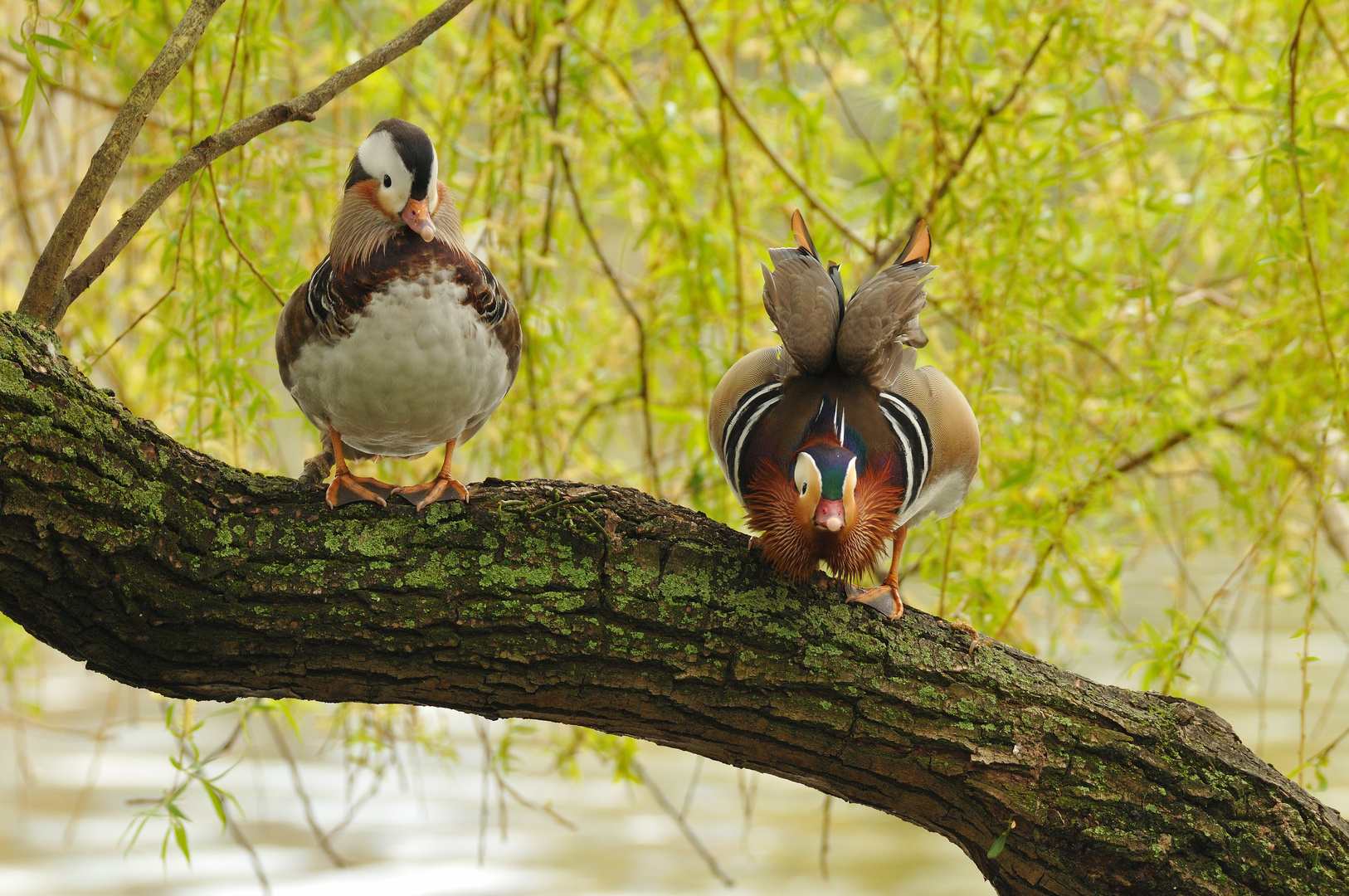 Zwei bunte Vögel (2)