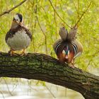 Zwei bunte Vögel (2)