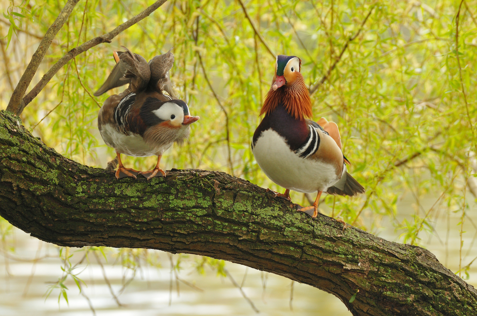 Zwei bunte Vögel