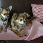 Zwei Chihuahuas auf dem Sofa