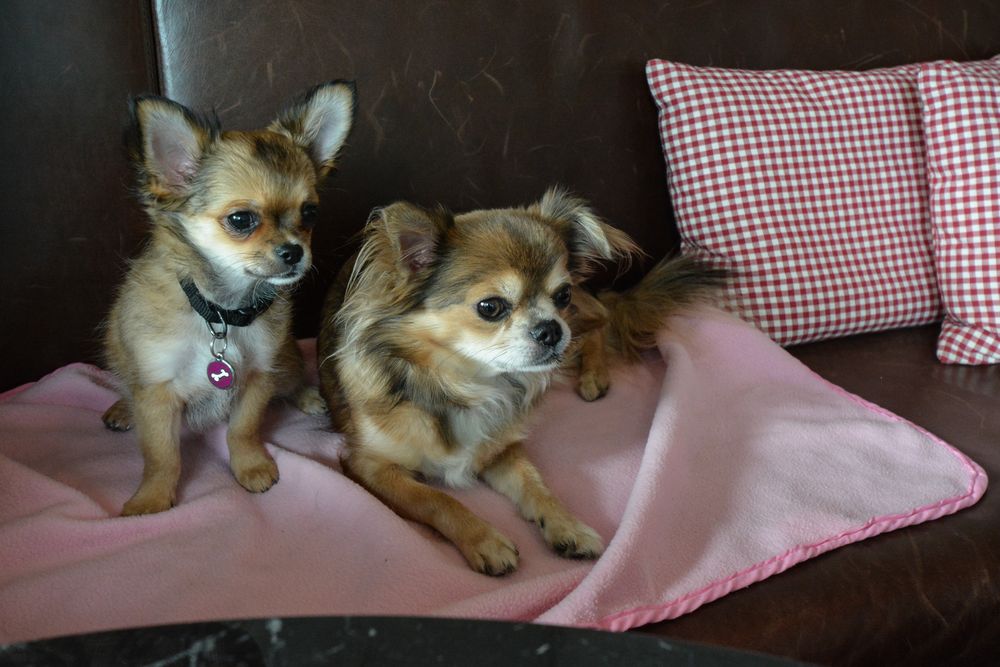 Zwei Chihuahuas auf dem Sofa