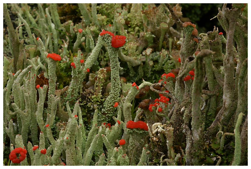 Zwei Cladonia-Arten ??