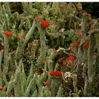 Zwei Cladonia-Arten ??