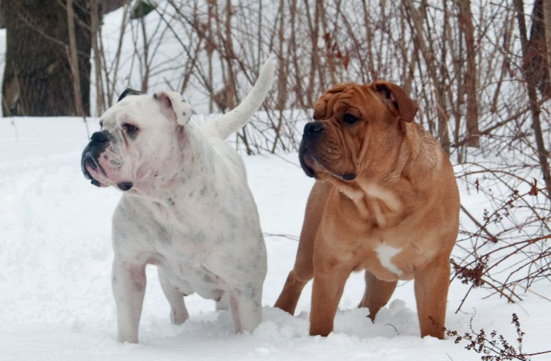 zwei Contis halten Ausschau Foto & Bild tiere, haustiere, hunde