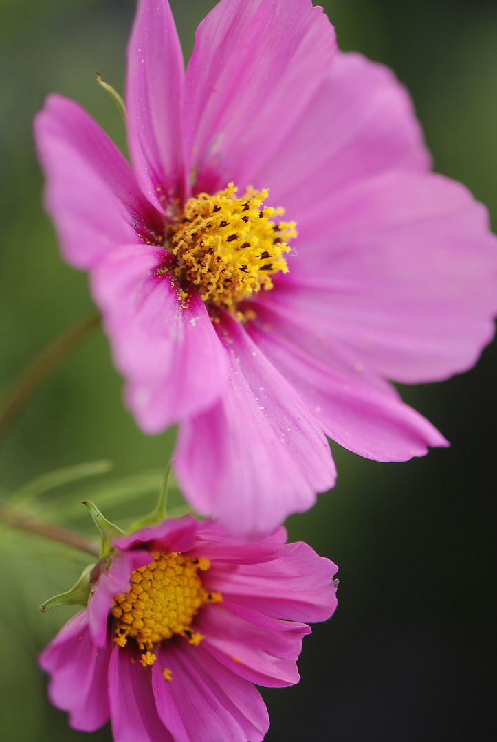 Zwei Cosmea