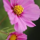 Zwei Cosmea