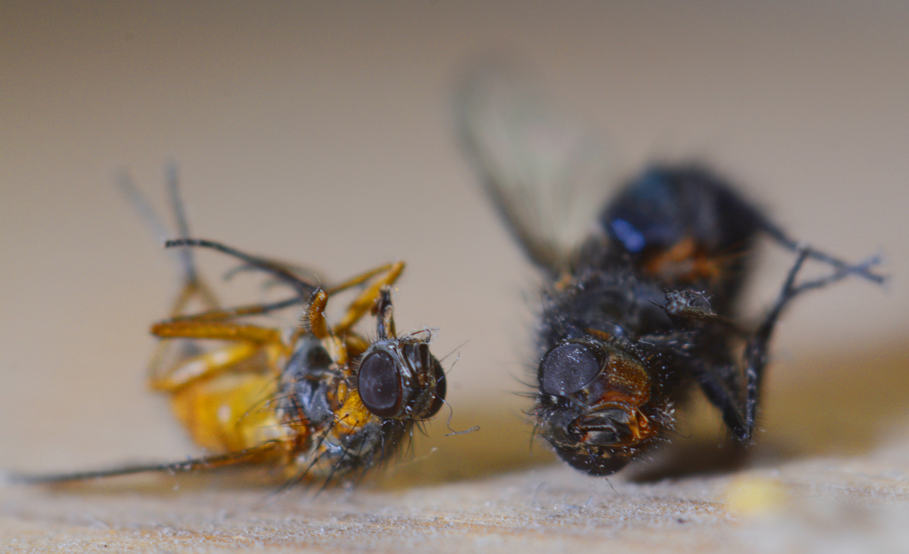 zwei dehydrierte Fliegen verschiedener Spezies - Opfer dieser Julihitze und -trockenheit ...