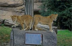 Zwei der drei Löwenkinder ...
