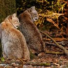 Zwei dicke Luchs-Freunde mit irrem Blick