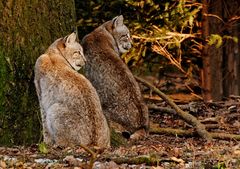 Zwei dicke Luchs-Freunde mit irrem Blick