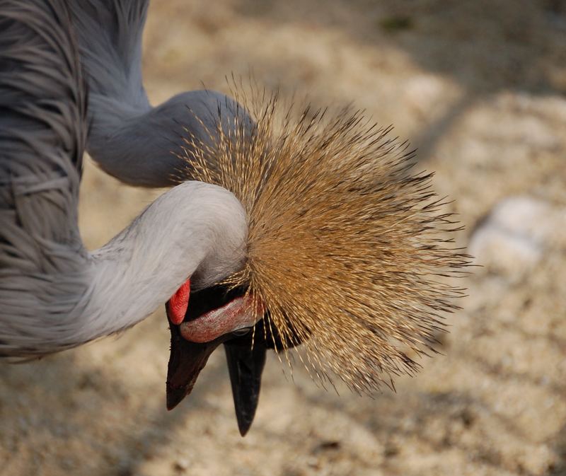 Zwei, die die Köpfe zusammenstecken.