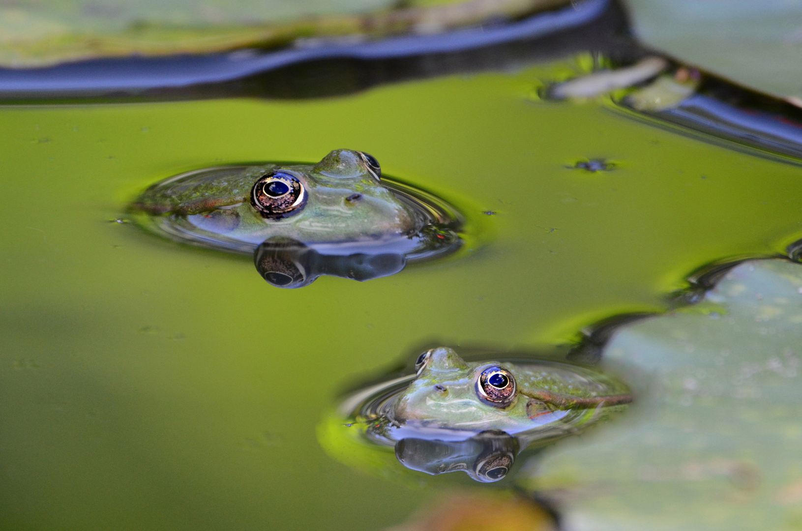 Zwei die sich kennen in unserem Teich 