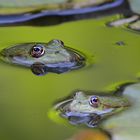 Zwei die sich kennen in unserem Teich 