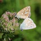 Zwei die sich mögen... Der Silbergrüne Bläuling (Lysandra coridon)