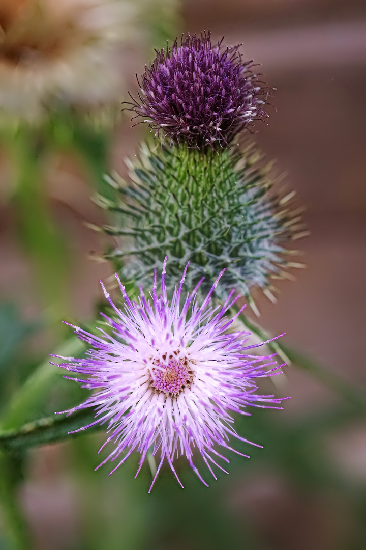 zwei Distelblüten  -  two thistle blossoms