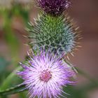 zwei Distelblüten  -  two thistle blossoms