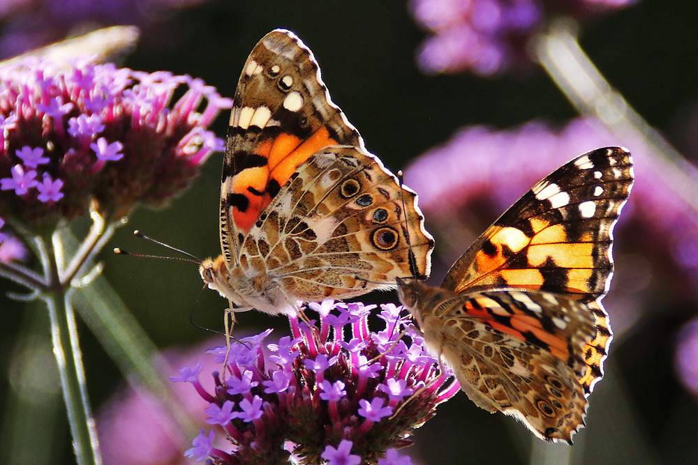 zwei Distelfalter an der gleichen Blüte