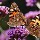 zwei Distelfalter an der gleichen Blüte