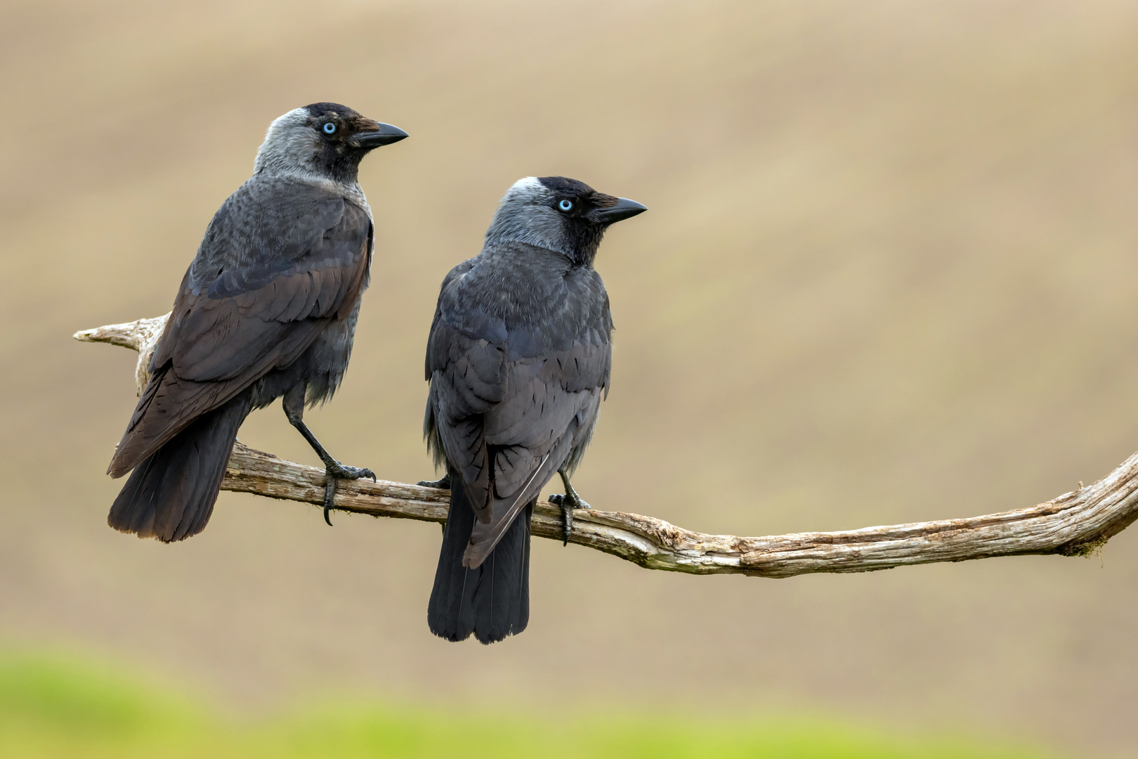 Zwei Dohlen... Foto & Bild nature, natur, vogel Bilder auf