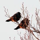 Zwei Dohlen genießen die Abendsonne 