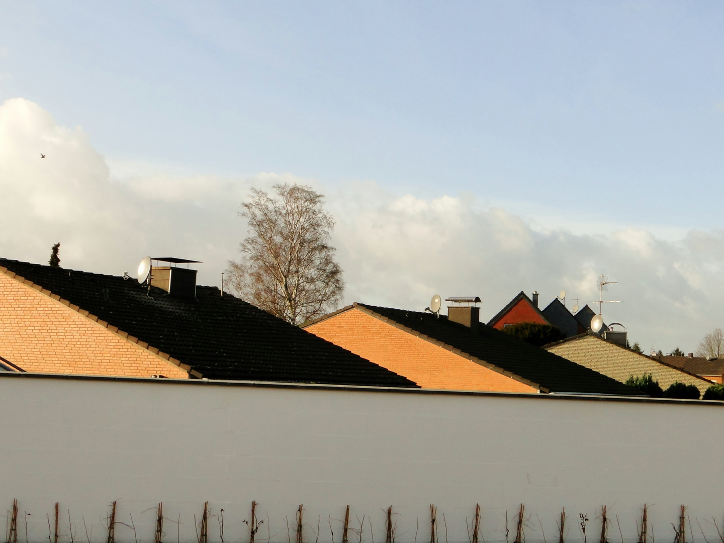 Zwei Drillinge und ein Baum