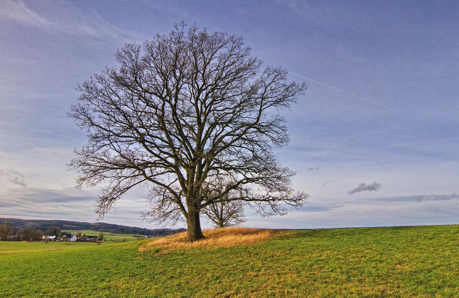 Zwei Eichen